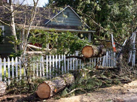 tree removal